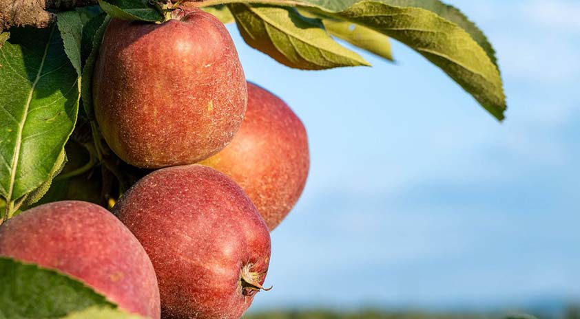 mountain rentals blue ridge apple picking